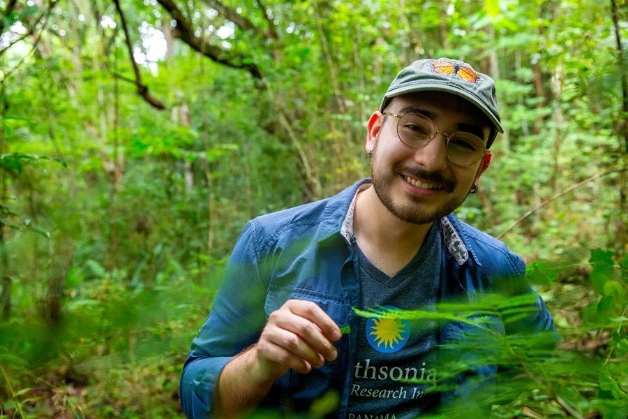 Planta en Panamá destina recursos para satisfacer a sus hormigas protectoras y asegurar su