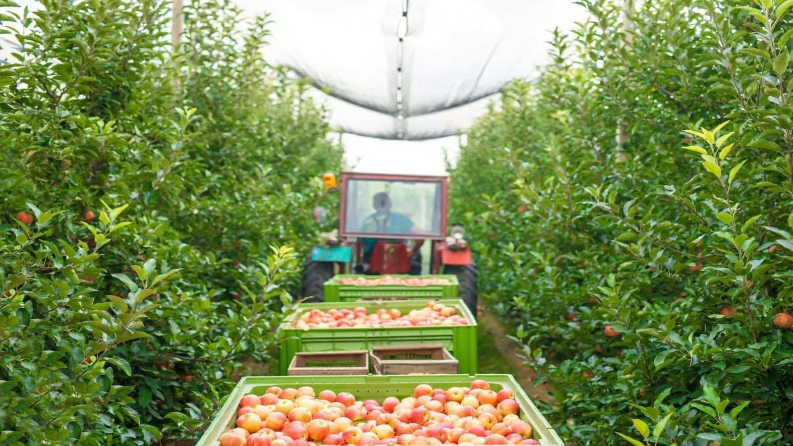 Frutas deformes y polinizaciones fallidas: así afecta el clima a estos cultivos
