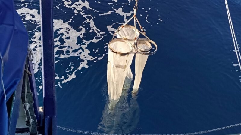 Científicas de COB y IEO, CSIC investigan el efecto del plástico marino en la biodiversidad