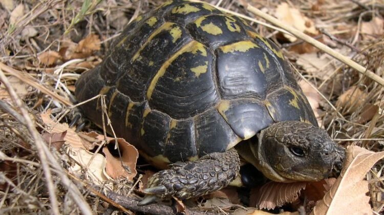 Tortuga mediterránea, un reptil terrestre emblemático de la biodiversidad de Cataluña y su