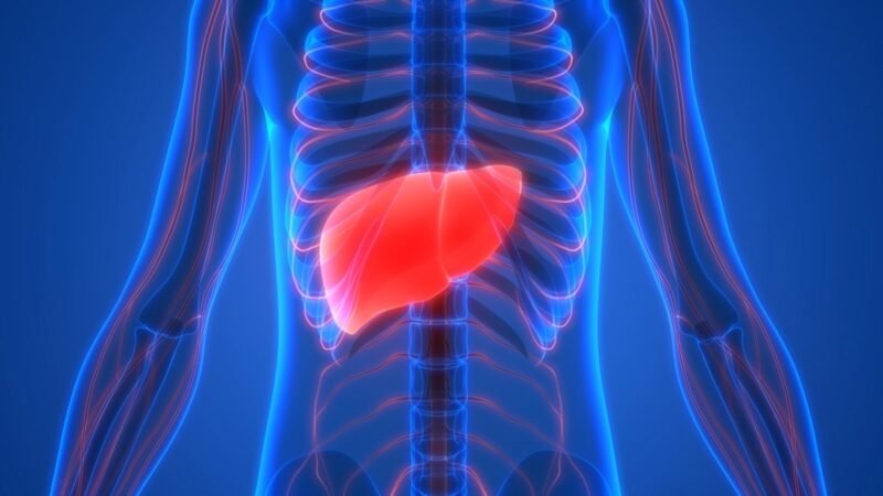 Identifican un hongo intestinal que mejora la enfermedad hepática MASH