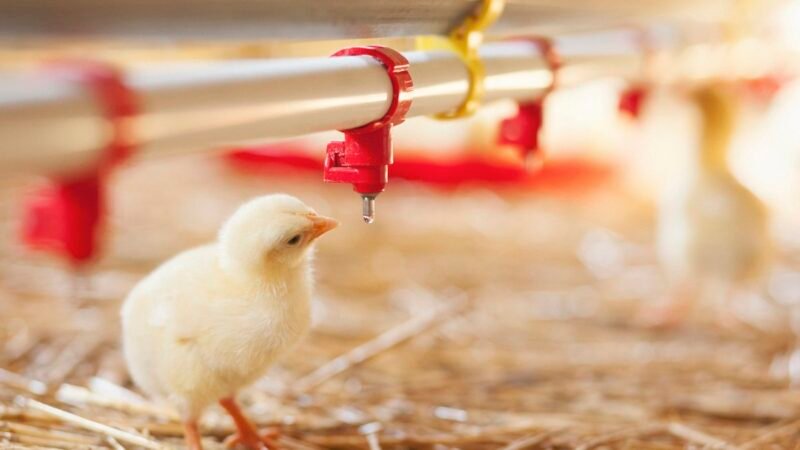 ECDC reporta un caso de gripe aviar A(H5N1) en una niña menor de 10 años en Camboya