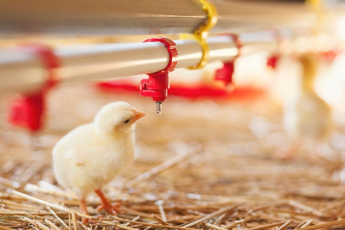 ECDC reporta un caso de gripe aviar A(H5N1) en una niña menor de 10 años en Camboya