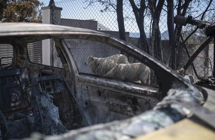 Asaja aboga por la ganadería extensiva como aliado natural contra los incendios en España