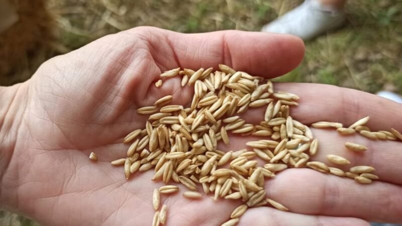 El 90% de los nutricionistas opina que las alternativas vegetales a los lácteos son saludables