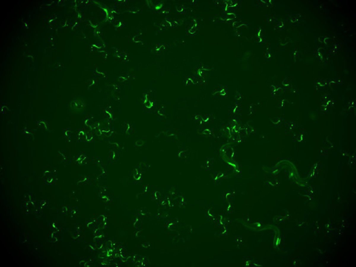 Descubren un mecanismo en gusanos que les permite resistir reinfecciones virales