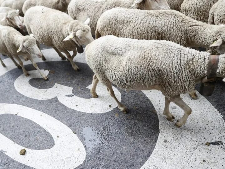 Regresar a los orígenes: recuperar el legado de la lana merina mediante la tradición y la