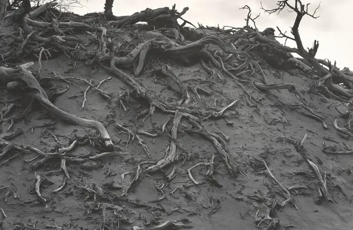 Fundación Mapfre presenta exposiciones de Raimundo Madrazo y Edward Weston en su espacio artístico