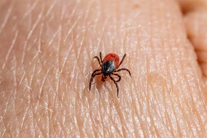 El manganeso juega un papel dual en la enfermedad de Lyme, influyendo en su desarrollo y tratamiento