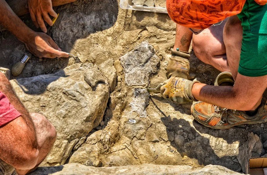 Un estudio revela la forma en que se desplazaban los dinosaurios, y OpenAI presenta sección de