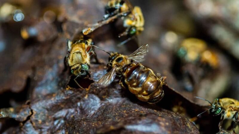 Abejas sin aguijón del Amazonas se protegen para combatir la deforestación y las especies