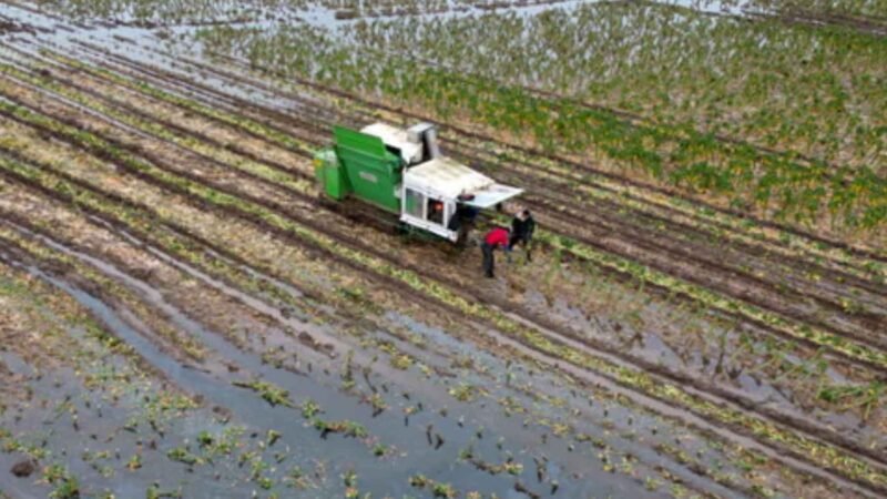 La próxima crisis global será ecológica, advierten los servicios de inteligencia del Reino Unido