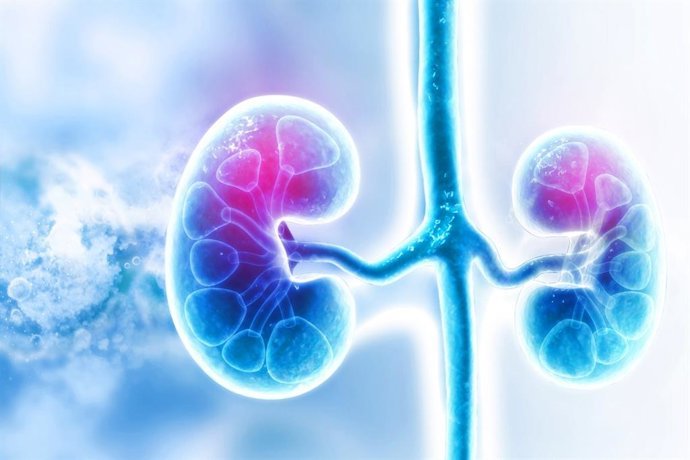 No solo los ancianos: los niños y jóvenes también están en riesgo de sufrir insuficiencia renal