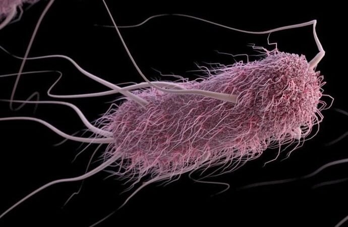 El entorno influye en la forma en que los virus infectan a las bacterias