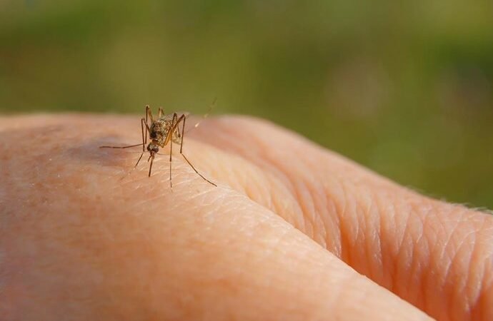 Mosquitos que antes picaban animales ahora buscan sangre humana: ¿qué les motiva a este cambio?
