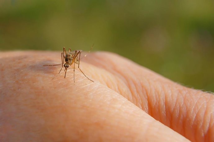 Mosquitos que antes picaban animales ahora buscan sangre humana: ¿qué les motiva a este cambio?
