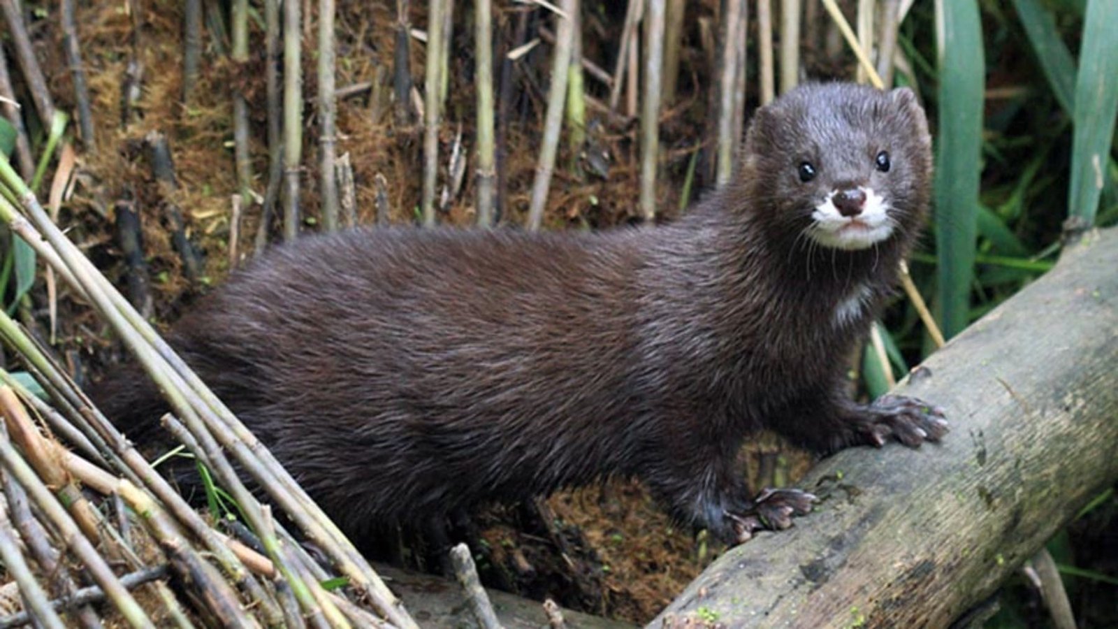 El visón europeo enfrenta una grave amenaza de extinción y su situación es crítica e