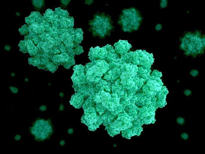 El norovirus se vuelve más accesible en el laboratorio: un avance crucial en la lucha contra la