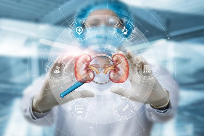 El vínculo entre intestino y riñón en la enfermedad renal crónica que un fármaco experimental