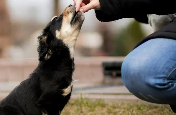Renta 2025-2026: en estas comunidades puedes deducir hasta 100 euros en gastos veterinarios