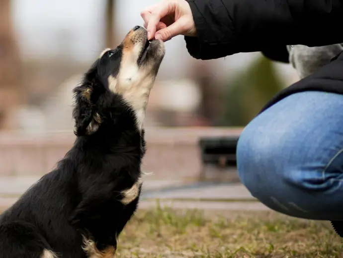 Renta 2025-2026: en estas comunidades puedes deducir hasta 100 euros en gastos veterinarios