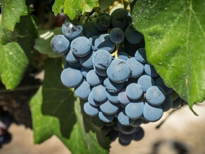 La Rioja promueve la adaptación del viñedo al cambio climático a través de un proyecto europeo