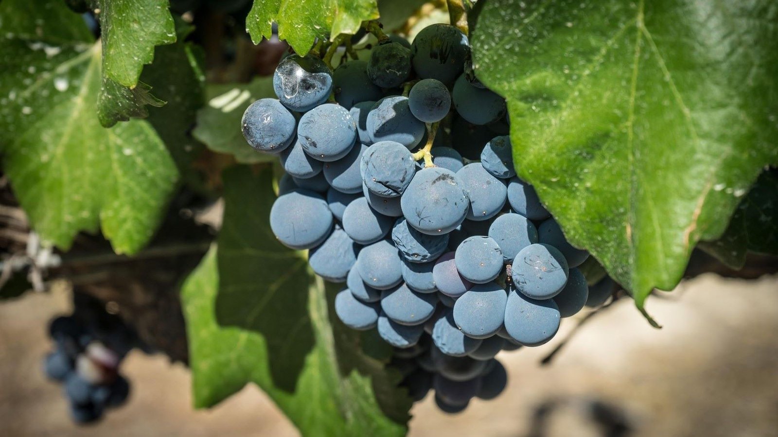 La Rioja promueve la adaptación del viñedo al cambio climático a través de un proyecto europeo
