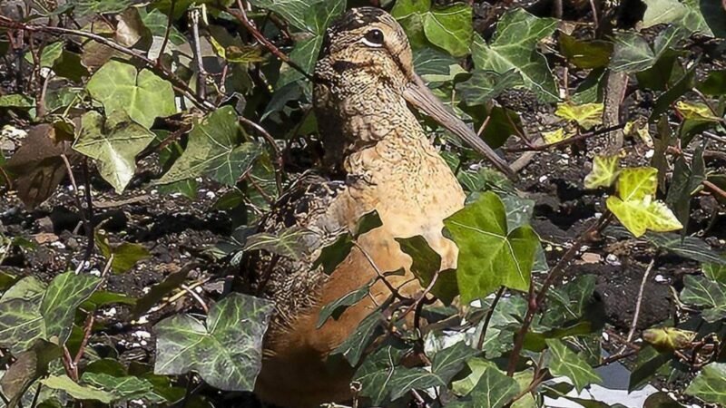 Ave curiosa en Nueva York congrega multitudes y provoca un fenómeno global en pleno Manhattan