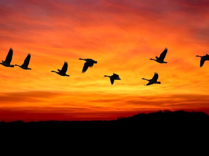 La conferencia COP16 sobre aves migratorias tendrá lugar en Bonn en 2029, celebrando 50 años del