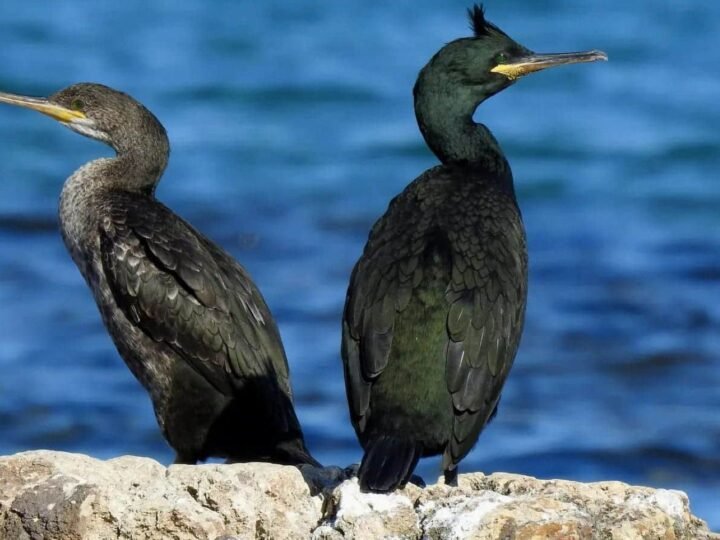 Cormorán moñudo en directo: mira la primera eclosión de huevos en España