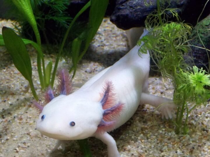 Cabello humano limpia los canales de Xochimilco y ayuda a la recuperación del ajolote en México