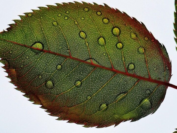 Identifican el mecanismo en plantas que les permite resistir la sequía y conservar agua