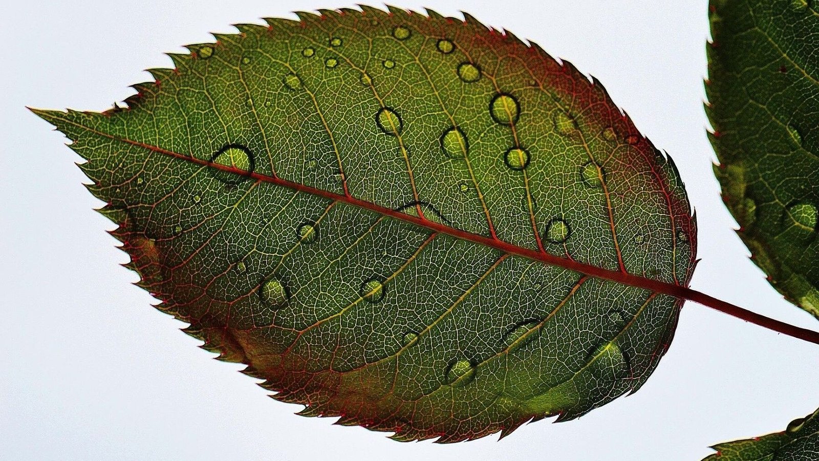 Identifican el mecanismo en plantas que les permite resistir la sequía y conservar agua