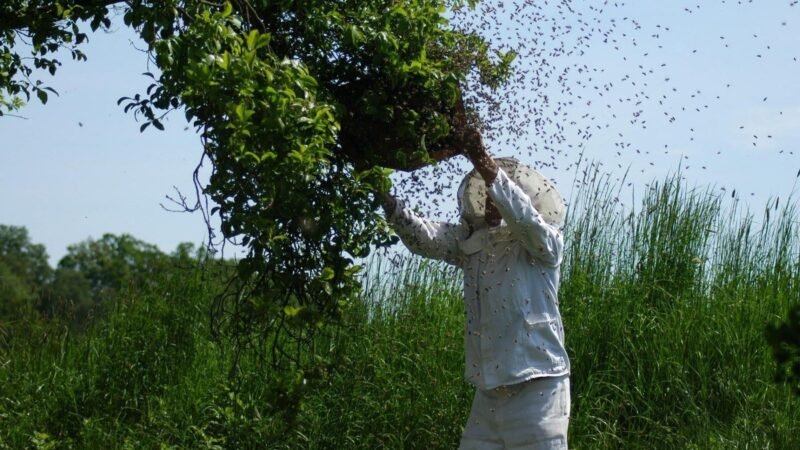 Costa Rica restringe el uso de fipronil por su efecto negativo en abejas, salud y biodiversidad