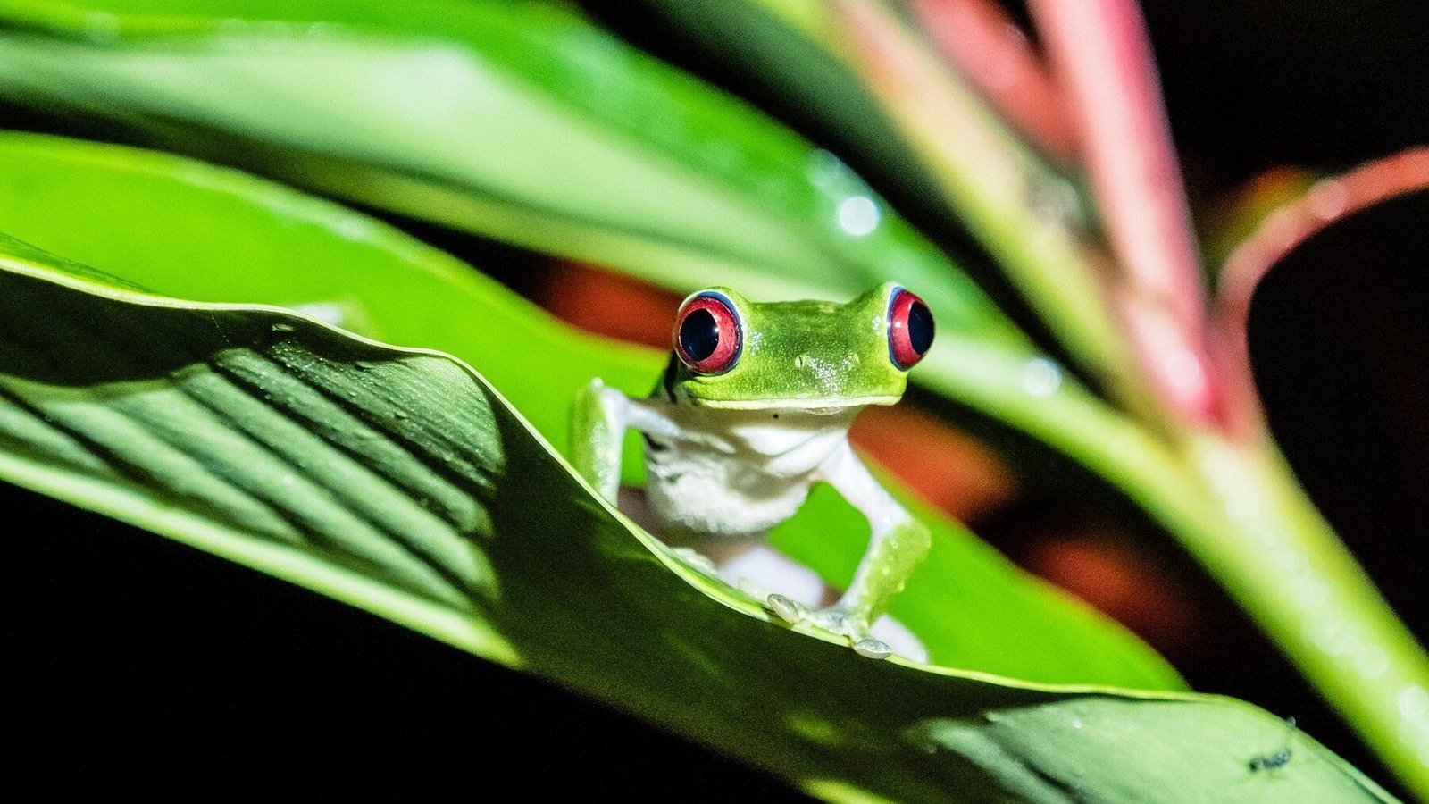 Nicaragua enviará cerca de 30,000 animales exóticos a Asia y Europa en 2026