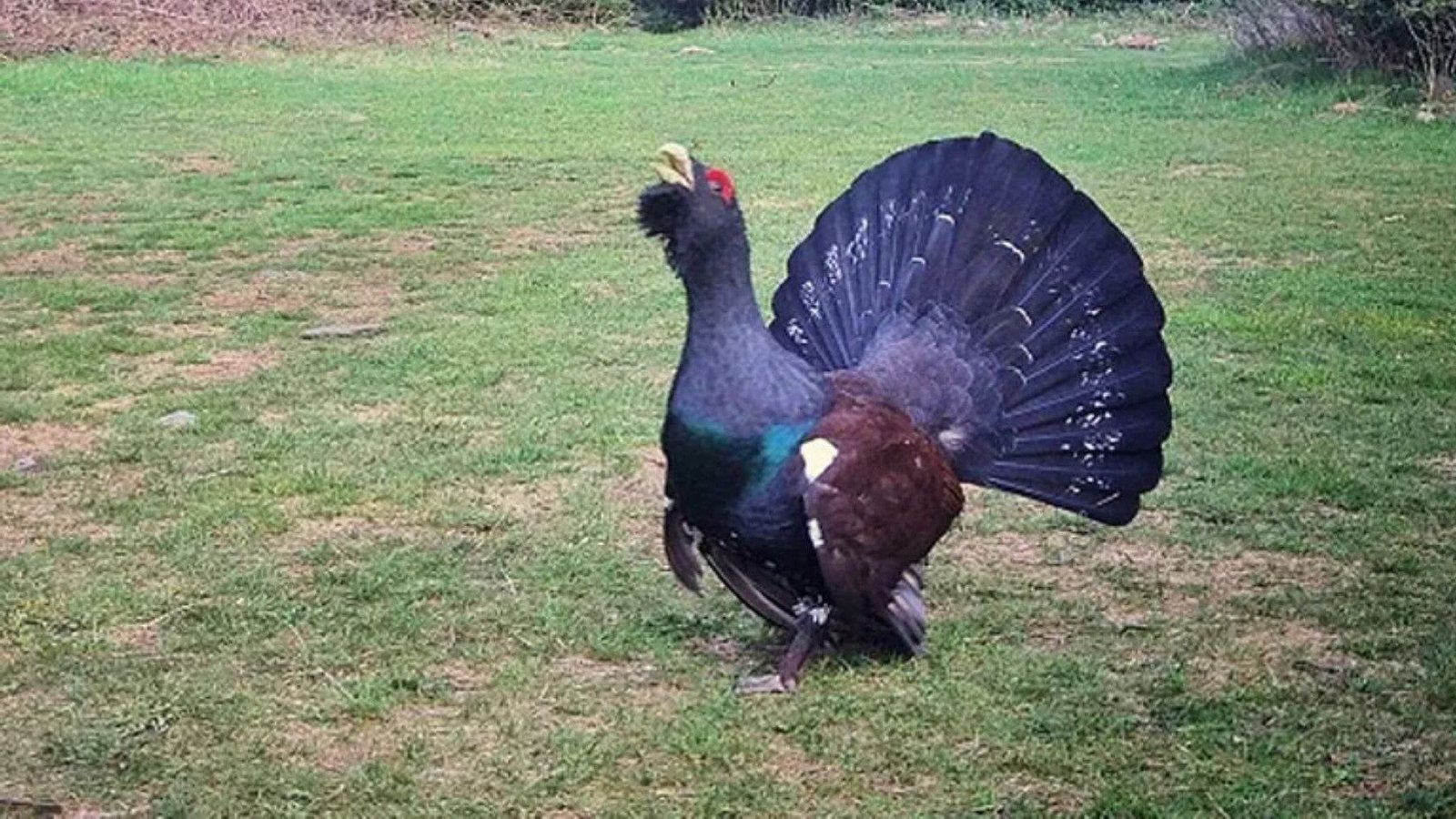 Restricciones de acceso en áreas críticas de León protegen la reproducción del urogallo