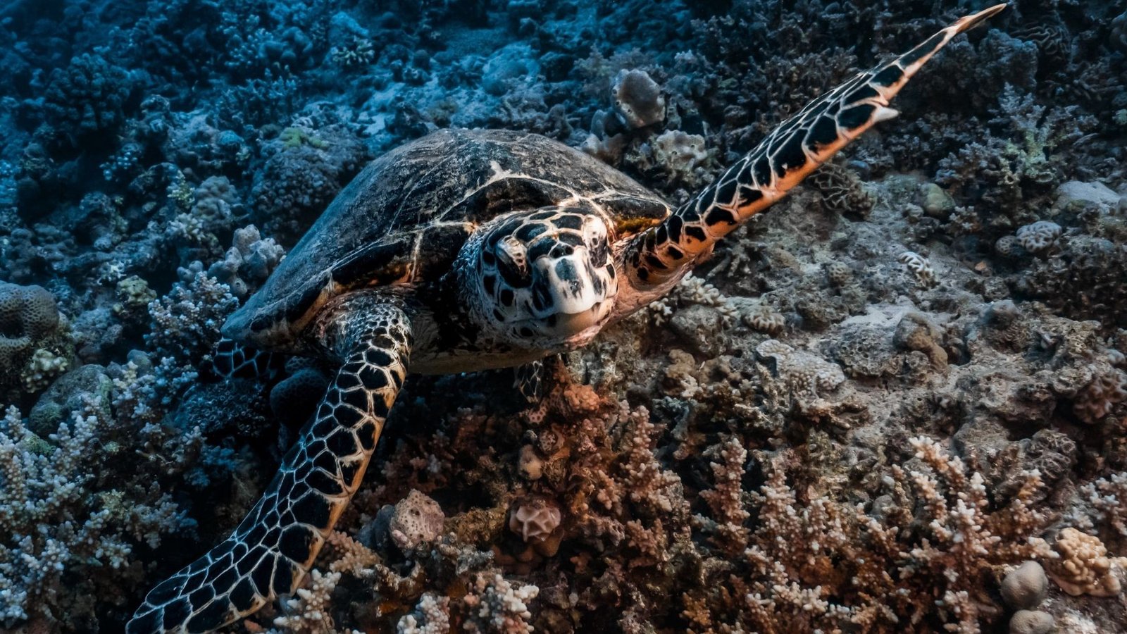 El levantamiento de protección a especies en el golfo de México causa una crisis ambiental en