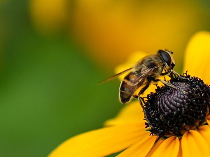 Si encuentras abejas cerca de tu hogar, no las asustes, son un signo positivo y no debes inquietarte