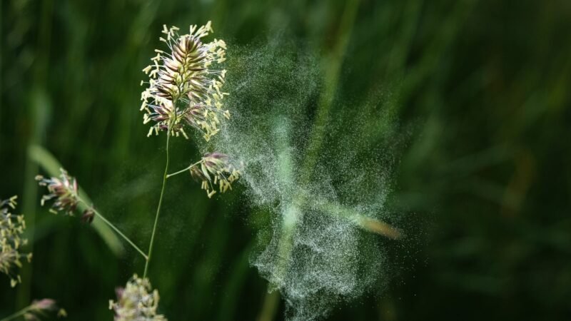 Alerta por altos niveles de polen en provincias españolas, advierte la SEAIC