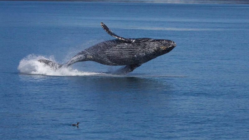Ballenas detienen proyecto de gas en el Golfo de California por histórica orden judicial contra el