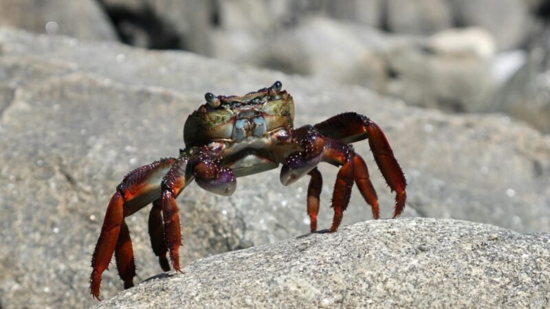 Biólogos alertan sobre la preocupante situación del cangrejo rojo en Castilla y León
