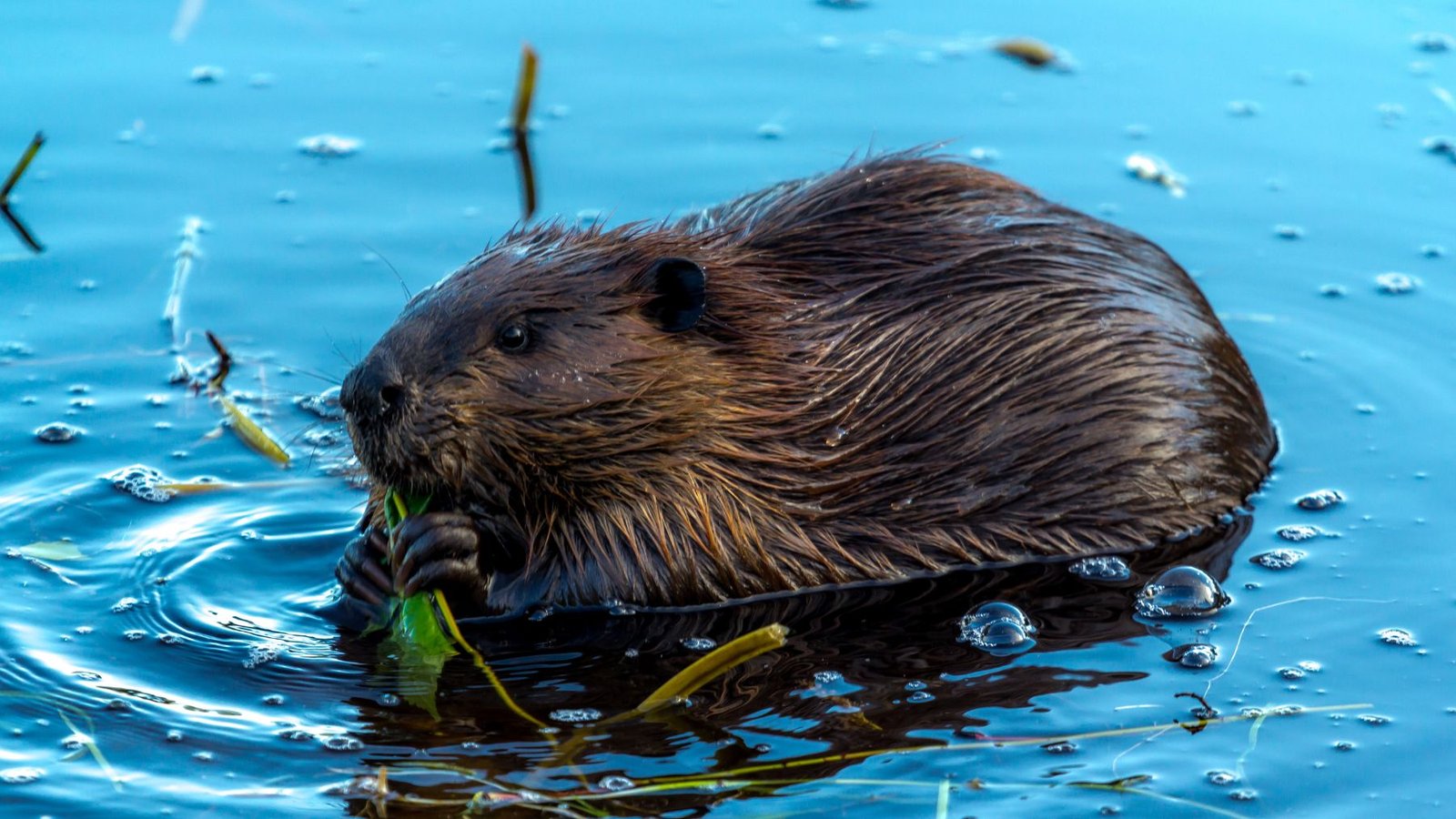 Biólogos sorprenden al hallar en el río Tajo animales que se creían extintos desde hace años