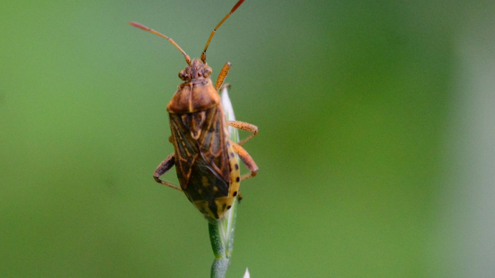 Los especialistas recomiendan eliminar estas plantas para evitar infestaciones de chinches en casa