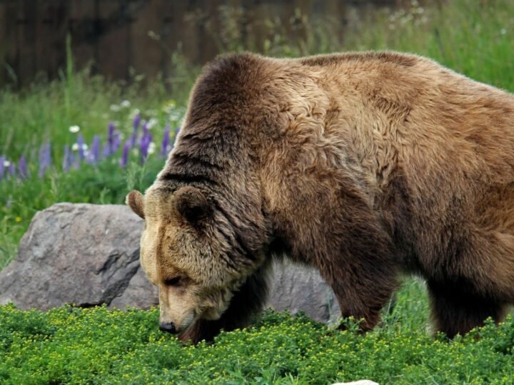 Galicia protege apenas el 2 % de sus especies amenazadas, evidenciando el fracaso de su catálogo.