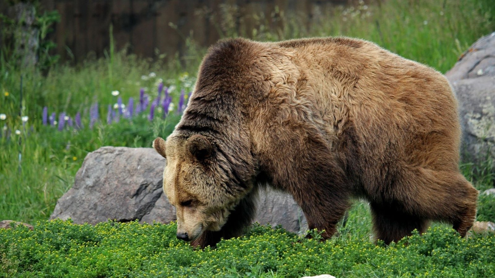 Galicia protege apenas el 2 % de sus especies amenazadas, evidenciando el fracaso de su catálogo.