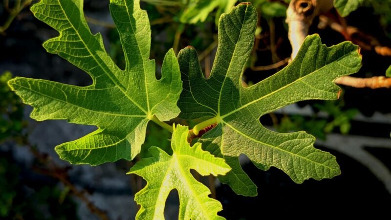 Los especialistas aconsejan eliminar esta planta de tu jardín, ya que atrae serpientes en primavera