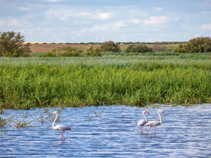 Castilla-La Mancha destina 690.000 euros a la conservación de humedales en Ciudad Real y fomenta
