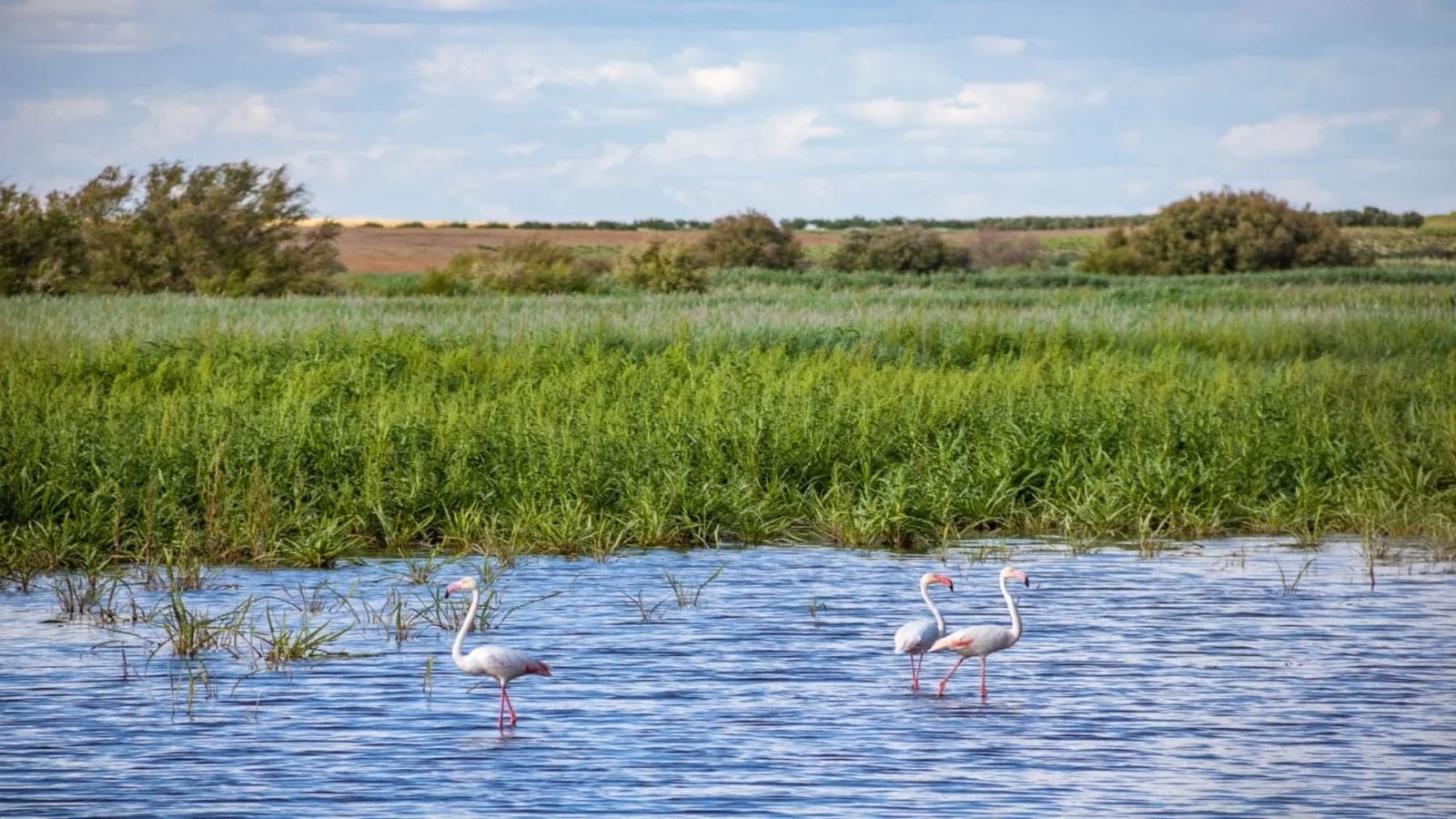 Castilla-La Mancha destina 690.000 euros a la conservación de humedales en Ciudad Real y fomenta