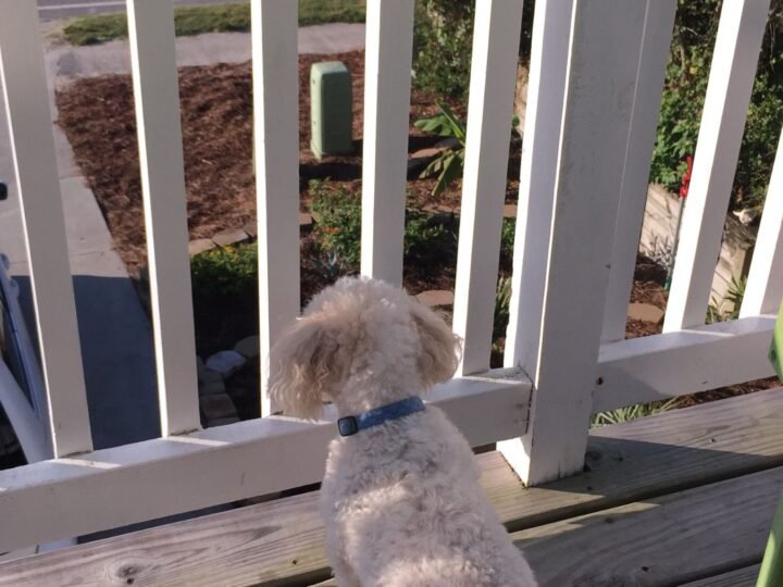 El Gobierno establece que no se puede dejar a los perros en la terraza, según la Ley de Bienestar