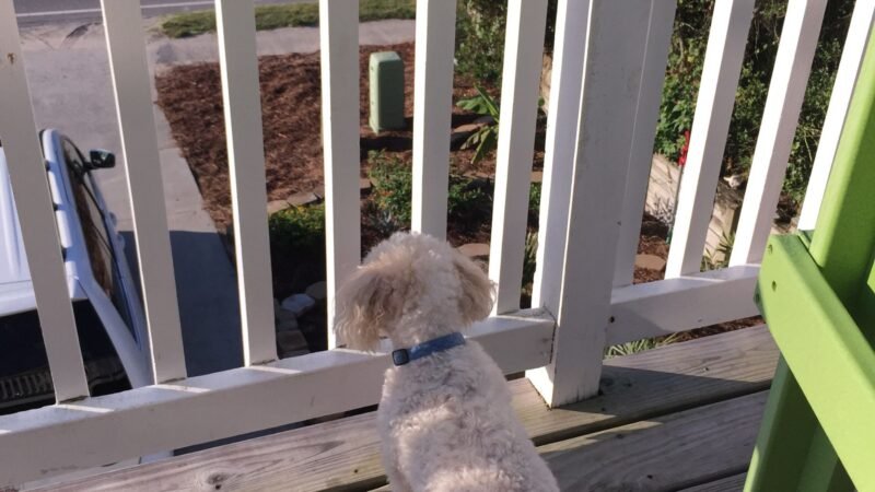 El Gobierno establece que no se puede dejar a los perros en la terraza, según la Ley de Bienestar